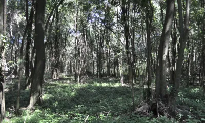 Bosque de la Virgen